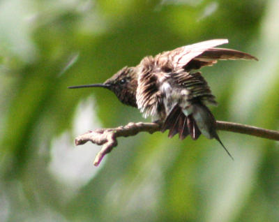 ruffeled hummer