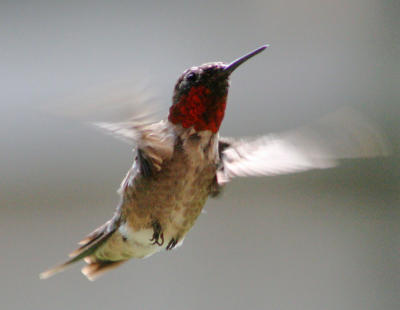 ruby flying
